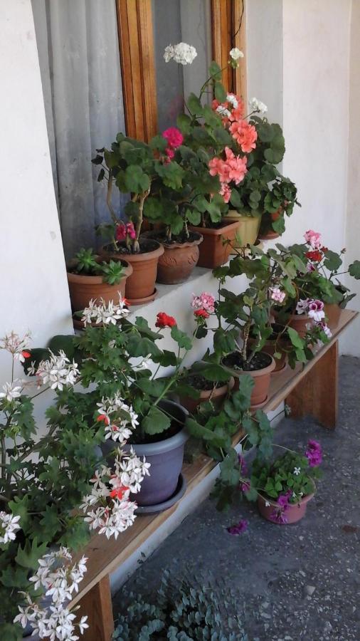 Guesthouse Raisa Kvareli Luaran gambar